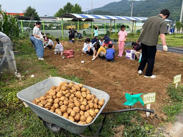 땀방울이 만들어낸 보물! 블루베리와 감자 대풍년!(6.19) 이미지